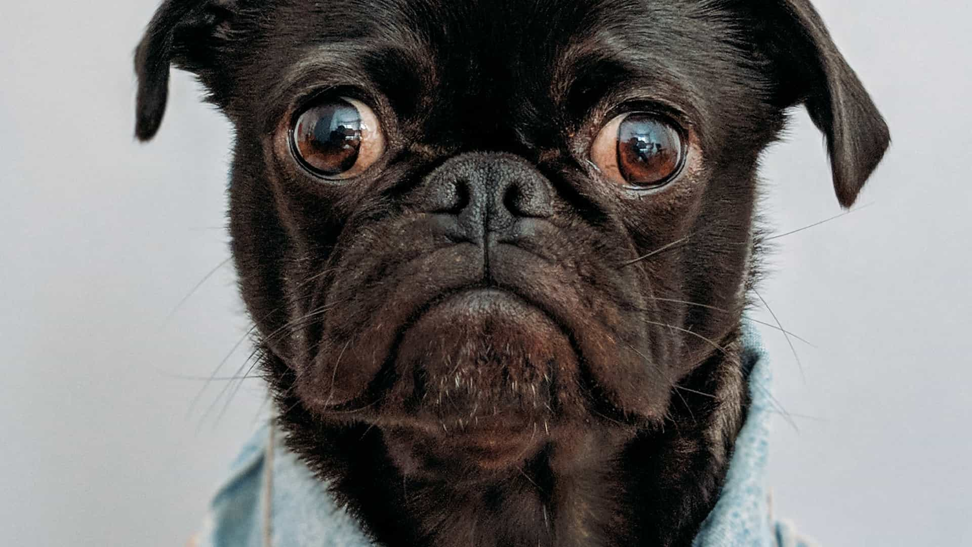 lazy loading pug featured image